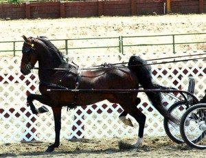 Hackney Ponies For Sale In Ohio Hobby Farm Wisdom