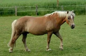 haflinger-horse