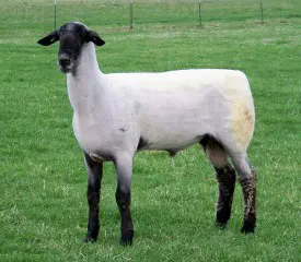 hampshire-sheep