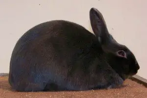 havana-rabbit