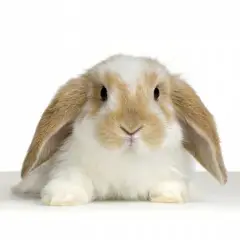 holland-lop-rabbit