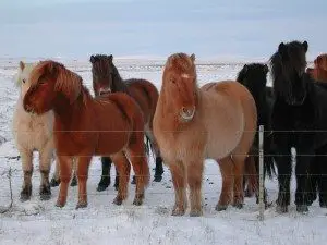 icelandic-pony