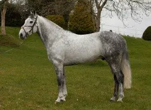 irish-sport-horse