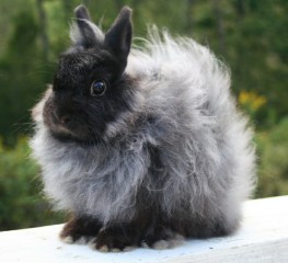 Bunny Rabbit - Jersey wooly - farm & garden - by owner - sale