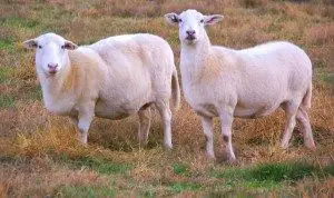 katahdin-sheep
