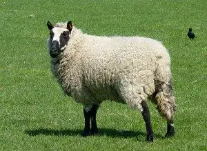 kerry-hill-sheep