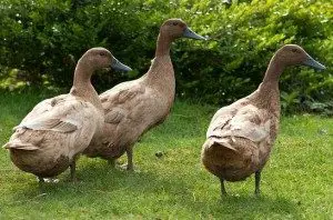 khaki-campbell-duck