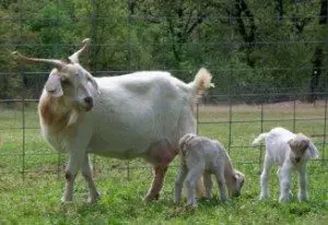 kiko-goat