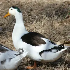 magpie-duck