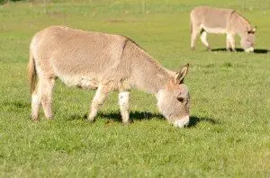 miniature Donkey