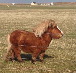 baby born pony farm