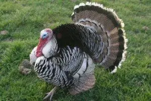 narragansett-turkey