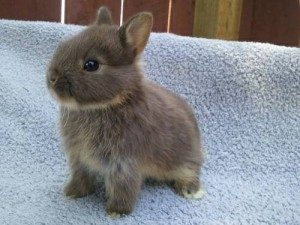 nigerian dwarf rabbit