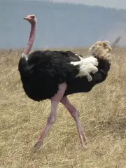 ostrich-picture