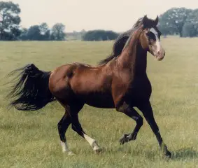 paso-fino-horse