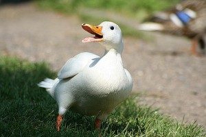 pekin-duck