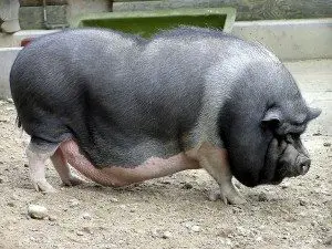 pot-belly-pigs-picture
