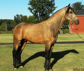 racking-horse
