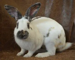 rhinelander-rabbit