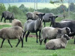 romanov-sheep