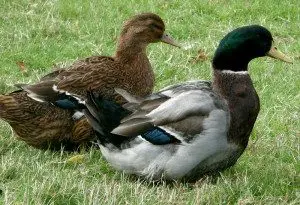 rouen-ducks