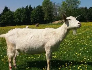 saanen-goat