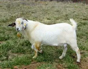 savanna-goat