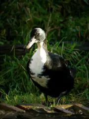 shetland-duck