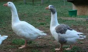 shetland-goose