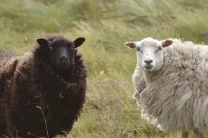 shetland-sheep