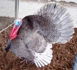 slate-turkey