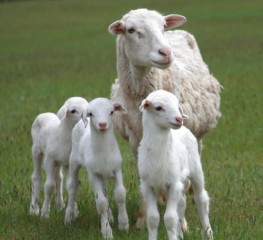 croix sheep st canada farm