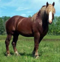 suffolk-punch-horse