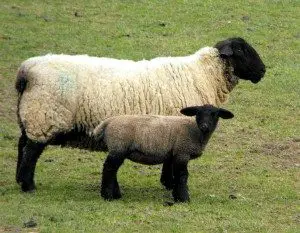 suffolk-sheep