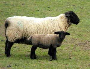 suffolk breeds lamb rambouillet jacob lambs woolens leicester ewes mating rams