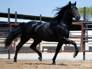 tennessee-walking-horse