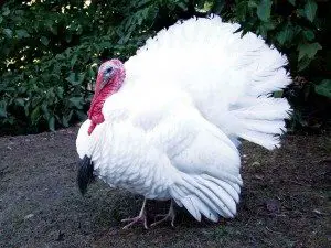white-holland-turkey